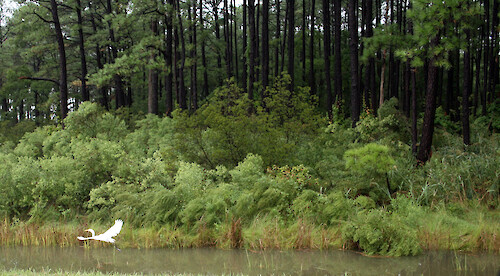Great egret takes flight on edge of forest and salt marsh.