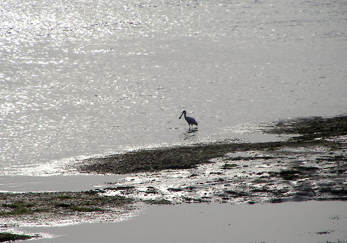 A spoonbill with its unmistakable silhouette wades the shallow waters of the Ria Formosa.