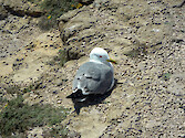 Yellow-legged Gull (Larus michahellis) resting on cliff tops near Cape Saint Vincent in SW Portugal