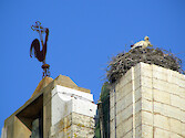 Storks are often seen high atop buildings in giant nests of sticks. In this photo, a stork has nested at the top of a church.