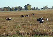 A flock of wild turkeys