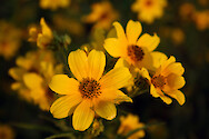 Bidens aristosa, a common naturalizing wildlfower found in meadows and roadsides. It is also known as Bur Marigold and Tickseed Sunflower. Its range is from eastern Canada down to the SE US and some mid-westernand central states.