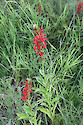 Lobelia cardinalis, a common native wildlfower found in meadows and roadsides in eastern Canada, and the eastern, central, and southwestern and southeastern US. It is considered 