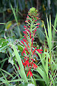 Lobelia cardinalis, a common native wildlfower found in meadows and roadsides in eastern Canada, and the eastern, central, and southwestern and southeastern US. It is considered 