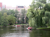 Swan boats on the lake in the Public Gardens in Boston, MA. 