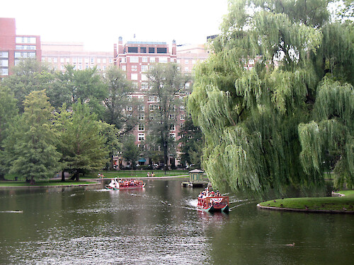 Swan boats on the lake in the Public Gardens in Boston, MA. 