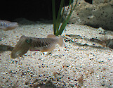 Cuttlefish in the New England Aquarium, Boston. 