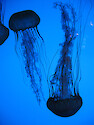 Black Sea nettles in the New England Aquarium.