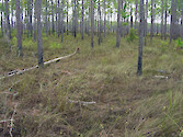 Underbrush in this portion of Big Branch Marsh is cleared by burning, which favors grass development. Scorch marks left from the fires can be seen on the lower areas of the tree trunks.