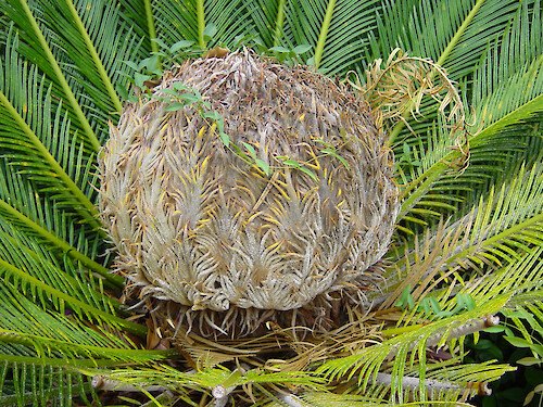Cycas revoluta (sago palm or king sago palm). Note this is actually a cycad and not a palm.