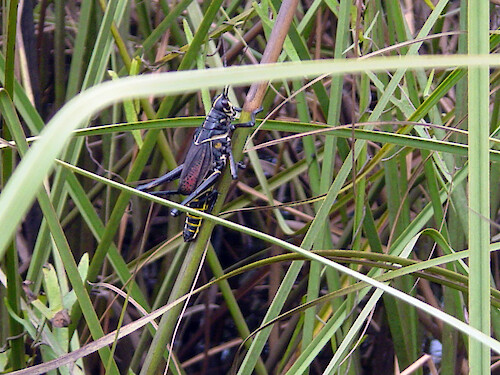 A solitary locust munching on marsh grass.