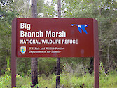 Views of wetlands along the boardwalk in Big Branch Marsh National Wildlife Refuge