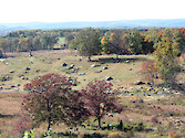 View from Little Round Top. On the second day of the battle, Union soldiers defended their position on this hill. 