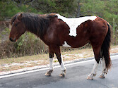 One of the ponies living on Assateague Island. 