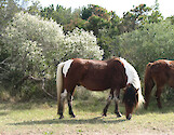 One of the ponies living on Assateague Island. 
