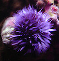 Purple sea urchin can grow up to 3 inches (7 cm) across and are found in the Pacific from Vancouver Island to Isla Cedra, Baja California and are prey to sea otters (among others). Photographed at the Monterey Bay Aquarium. 