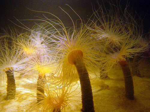 Anemones are voracious eaters. Stinging cells (nematocytes) on their tentacles parlyze small prey. Photographed at the Monterey Bay Aquarium. 