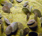 Sand dollars live below the average low water mark on top of or just beneath sandy or muddy surfaces. Spines on the somewhat flattened underside of the animal allow them to burrow or to slowly creep through the sand. Photographed at the Monterey Bay Aquarium. 