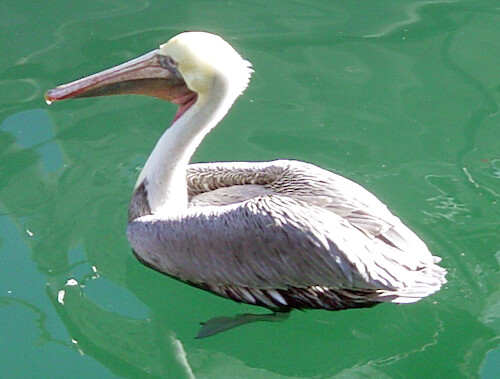 Pelicans such as this one are common in Monterey Bay, CA and can be easily be found along the harbor and marina.