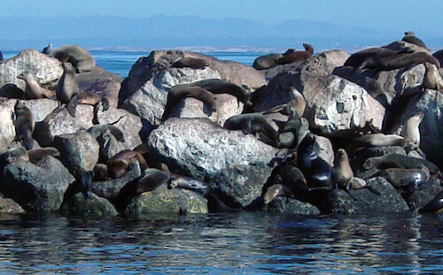 Sea lions noisily drape themselves on the jetty rocks that protect Monterey's harbor 