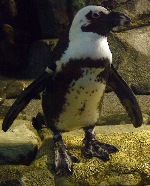 Blackfooted penguins, native to the coast of South Africa, feed on anchovy and other small fish, and mate for life. Photographed at the Monterey Bay Aquarium. 