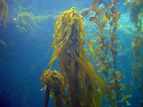 Near the top of the kelp forest exhibit at the Monterey Bay Aquarium