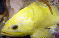 A yellow Grass rockfish (Sebastes rastrelliger), which is unusual coloration. Most grass rockfish are olive green. Photographed at the Monterey Bay Aquarium. 