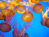 Sea nettles hunt by trailing tentacles and mouth-arms covered in stinging cells which paralyze and capture prey, moving them to the mouth where they can be digested. Photographed at the Monterey Bay Aquarium. 