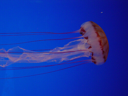 Purple-striped jellies mysteriously appear near the shores of Monterey in certain seasons. Young cancer crabs are often found clinging to these jellies, even inside the gut. The crab helps the jelly by eating parasitic amphipods. Photographed at the Monterey Bay Aquarium. 