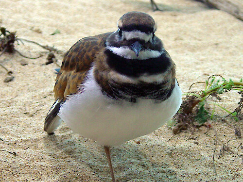 The killdeer is the most widespread of all California shorebirds, but ranges from southeast Alaska to central Mexico, as well as the West Indies and Peru. Photographed at the Monterey Bay Aquarium. 