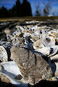 Oyster shells which will be used for larvae to settle on, as part of the Oyster Recovery Partnership's plan to restore oysters to Chesapeake Bay