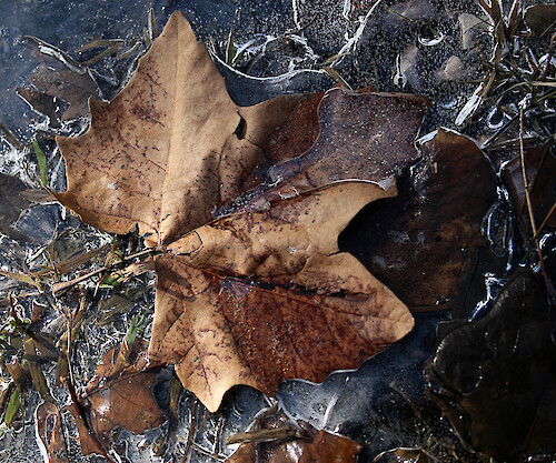 Leaves frozen in an ice puddle