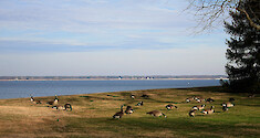 Flock of Canada geese feeding on the banks of the Choptank River