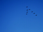 Chevron of Canada geese fly overhead.