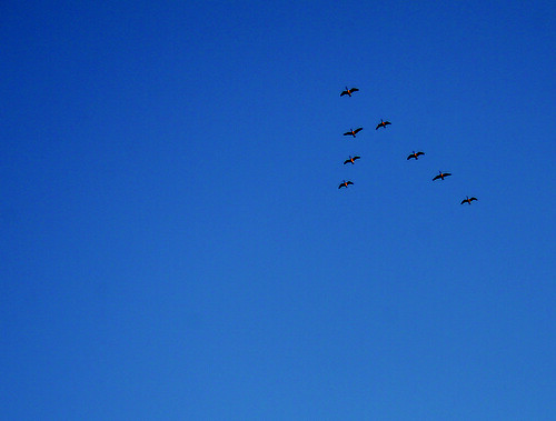 Chevron of Canada geese fly overhead.