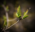 Budding new growth on shrubs at Horn Point Laboratory