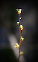 Budding new growth on shrubs at Horn Point Laboratory