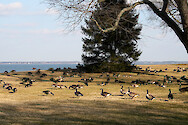 Canada geese (Branta canadensis) at the Horn Point Laboratory