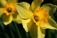 Blooming daffodils at the Horn Point Laboratory