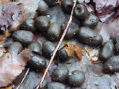 Scat, droppings, and leavings are various terms for animal waste. Found along a trail in Great Smoky Mountains National Park