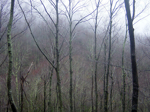 March is still cool and foggy at higher elevation in Great Smoky Mountains National Park