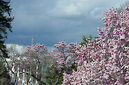 Cherry blossoms at the White House during spring