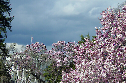 Cherry blossoms at the White House during spring