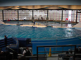 Dolphin Show tank at the National Aquarium in Baltimore's Inner Harbour