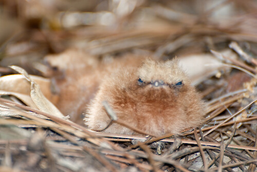 Young Chuck-wills-widow chicks found under a slash pine in southwest florida