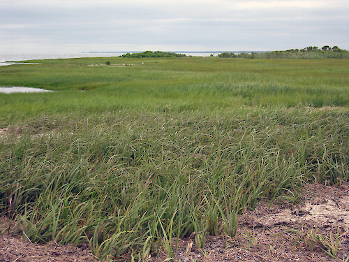 Saltmarsh in the Jacques Cousteau National Estuarine Research Reserve in southern New Jersey