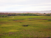 Saltmarsh in the Jacques Cousteau National Estuarine Research Reserve in southern New Jersey