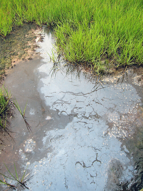 Saltmarsh in the Jacques Cousteau National Estuarine Research Reserve in southern New Jersey. The sheen on the water surface is naturally produced by bacteria living in the saltmarsh.