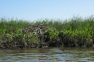 Muskrat lodge along the upper Patuxent River during the annual Patuxent Sojourn paddle