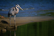Great blue heron (Ardea herodias) on the shores of the Choptank River